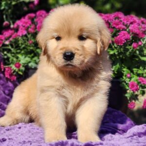 Sisi (Female Golden Retriever)