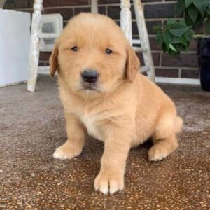 Helly (Female Golden Retriever)