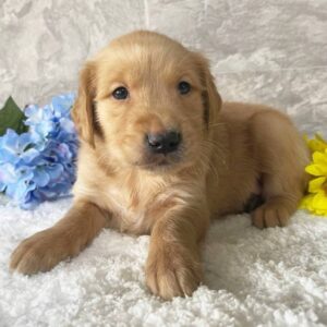 Jojo (Male Golden Retriever)