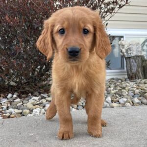 Suzzy (Female Golden Retriever)