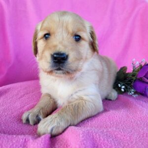Rose female golden Retriever