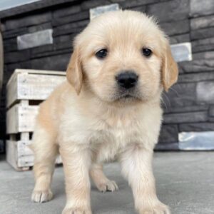 Sally female golden retriever