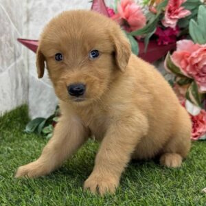 Bob (Male Golden Retriever)