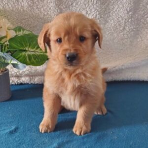 Smith (Male Golden Retriever)