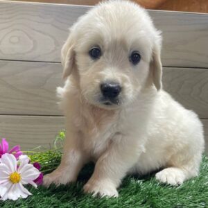 Lola (Male Golden Retriever)