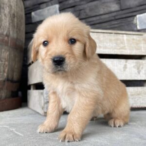 Betty  (Female Golden Retriever)