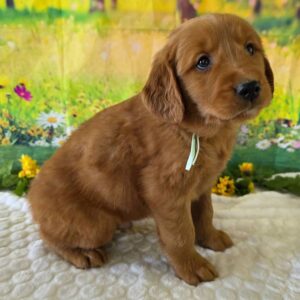Meet Emmie – AKC Registered Golden Retriever Puppy