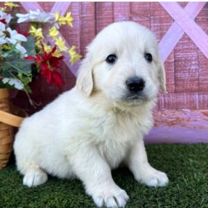 Feddy Male golden retriver puppy